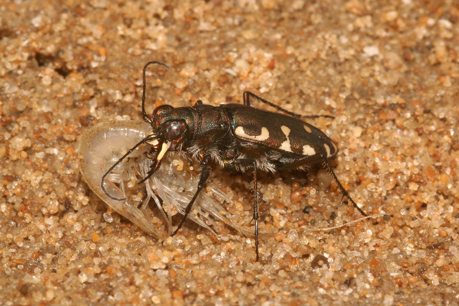 Lophyridia littoralis nemoralis a Torre Salsa (AG)